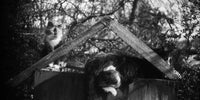 2 chats qui profitent de leur cabane