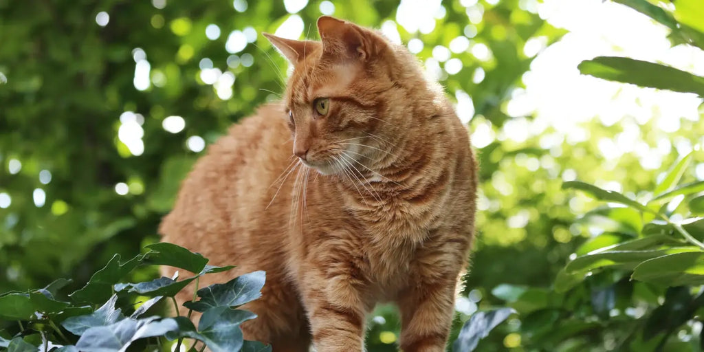 Plantes toxiques pour les chats : Guide complet pour protéger votre félin