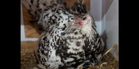 Poule qui protège des chatons nouveau-nés