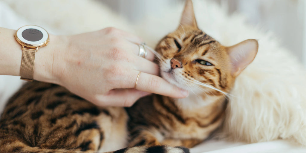 Prendre soin de son chat : Guide complet pour les nouveaux propriétaires