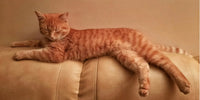 Chat allongé sur un canapé