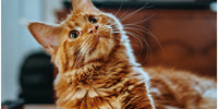 Chat marron avec de légères rayures blanches qui se demande s'il est protégé contre les parasites estivaux.