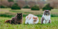 3 chats persans allongés sur l'herbe