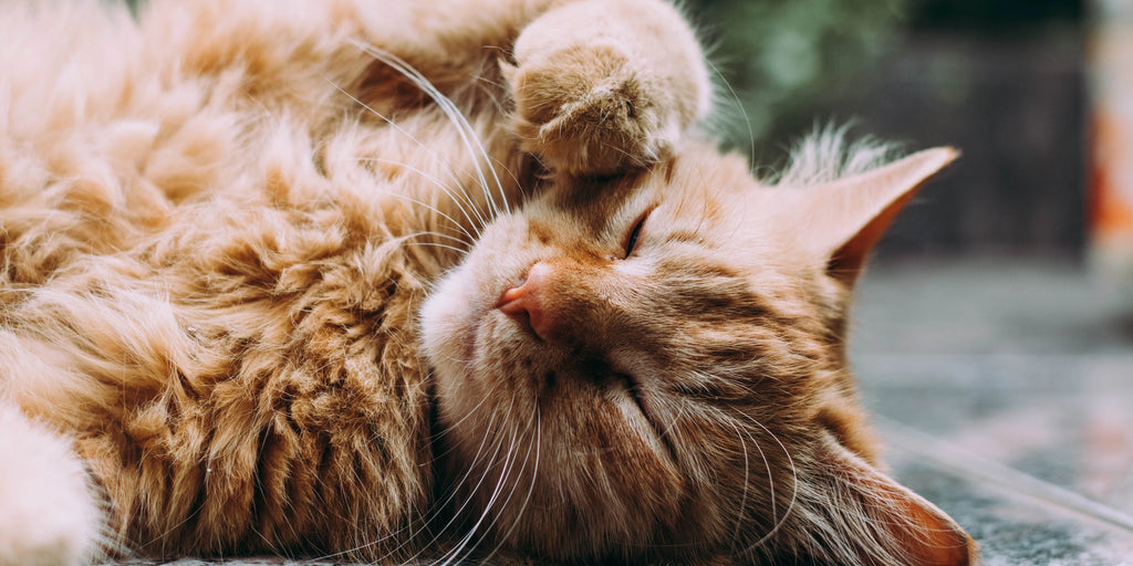 Rafraîchir votre chat en été : Les meilleurs produits et accessoires
