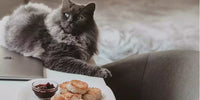 Chat allongé devant nos recettes de nourriture maison pour chats âgés