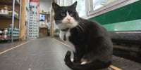 Mickey le chat dans son épicerie de Vancouver
