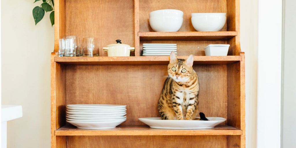 Sécurité du chat à la maison : Prévenir et éviter les dangers courants