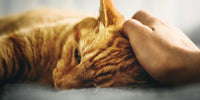 Chat malade montrant des signes de malaise nécessitant une consultation vétérinaire