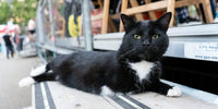 Chat handicapé noir et blanc