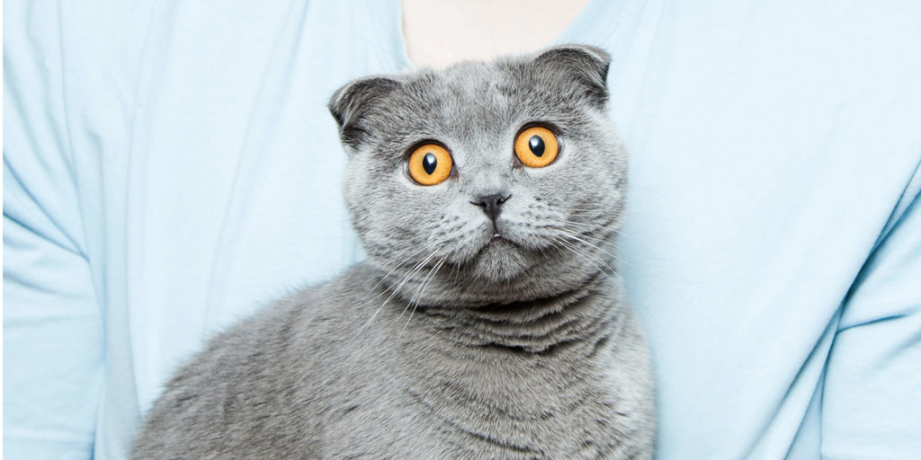 Stress chez les chats : Reconnaître, comprendre et gérer