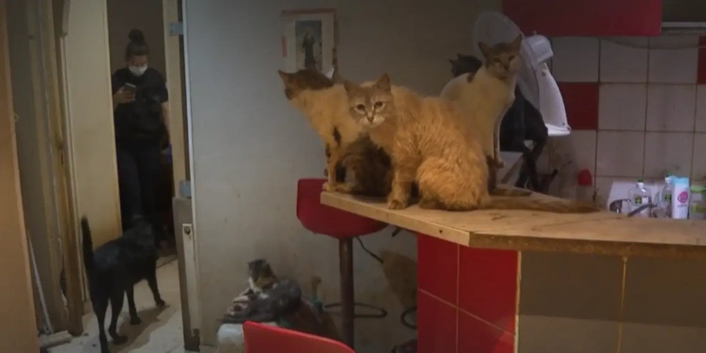 Un couple de Niçois condamné pour syndrome de Noé : 150 chats et chiens vivaient dans leur appartement !