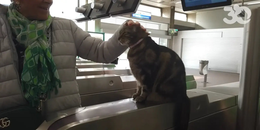 Taga, chat mascotte du RER Saint-Maur : Bonheur quotidien (vidéo)