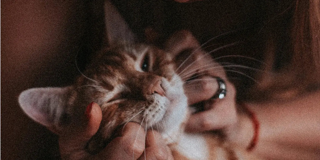 Techniques de massage pour apaiser les chats stressés : Guide complet