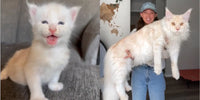 Transformation du Maine Coon Kusa - Avant / Après