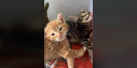 Image des 3 chatons livrés à Eleanor