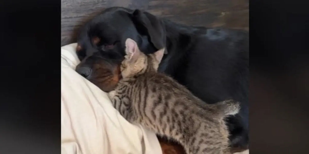 Rottweiler et chaton inséparables dorment toujours ensemble (vidéo)