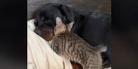 Bruno le chaton câlinant Isla le rottweiler pendant son sommeil