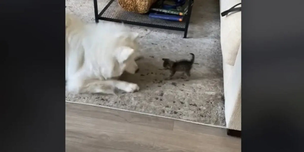 La réaction adorable d'une chienne Samoyède lorsqu'elle fait connaissance d'un chaton orphelin qui a besoin de réconfort (Vidéo)