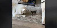 Chienne Samoyède blanche face à un tout petit chaton qui n'a pas peur