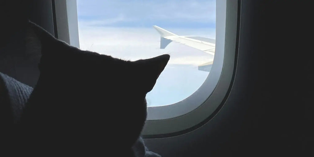 Guide complet : Voyager à l'étranger avec votre chat