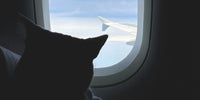 Chat en voyage en avion qui regarde à travers le hublot