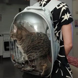 Chat gris assis dans le sac à dos transparent pour chat