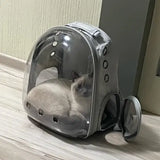 Chat allongé dans le sac à dos transparent pour chat gris