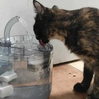 Chat noir et beige qui boit dans sa fontaine intelligente pour chat