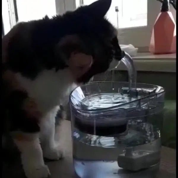 Chat s'abreuvant dans le robinet de notre fontaine à eau intelligente pour chat