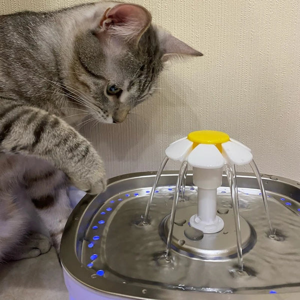 Chat qui s'amuse de sa patte avec l'écoulement d'eau de notre fontaine