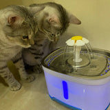 Deux chats fixant l'écoulement d'eau de notre fontaine