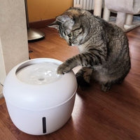 Chat qui met une patte dans l'eau de notre fontaine à eau silencieuse