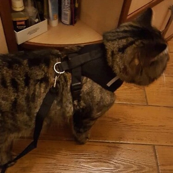 Harnais pour chat confortable et laisse - Présentation côté dos Noir