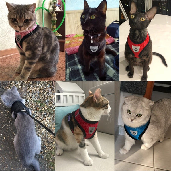 Harnais pour chat confortable et laisse - Présentation de plusieurs chats munis de notre harnais et laisse