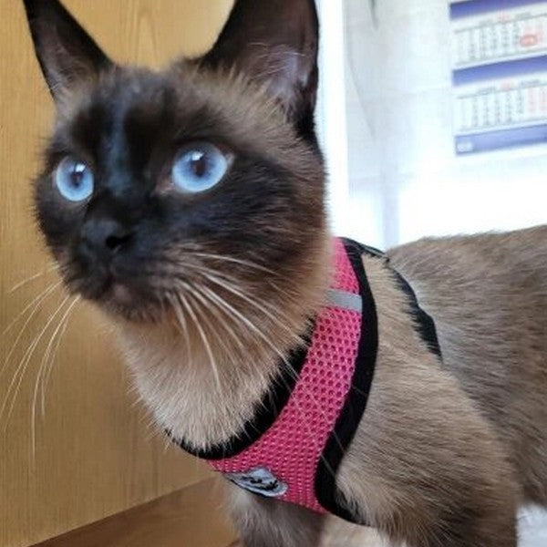 Harnais pour chat confortable et laisse - Présentation côté buste Rose 2