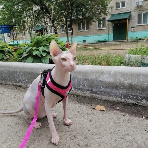 Harnais pour chat confortable et laisse - Présentation côté buste Rose