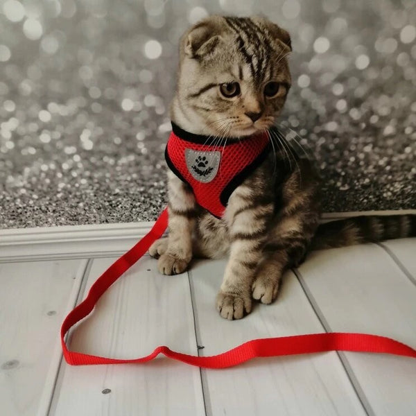 Harnais pour chat confortable et laisse - Présentation côté buste Rouge et laisse