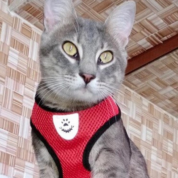 Harnais pour chat confortable et laisse - Présentation côté buste Rouge 2