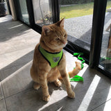 Harnais pour chat confortable et laisse - Présentation côté buste Vert