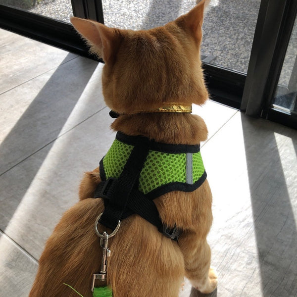 Harnais pour chat confortable et laisse - Présentation côté dos Vert