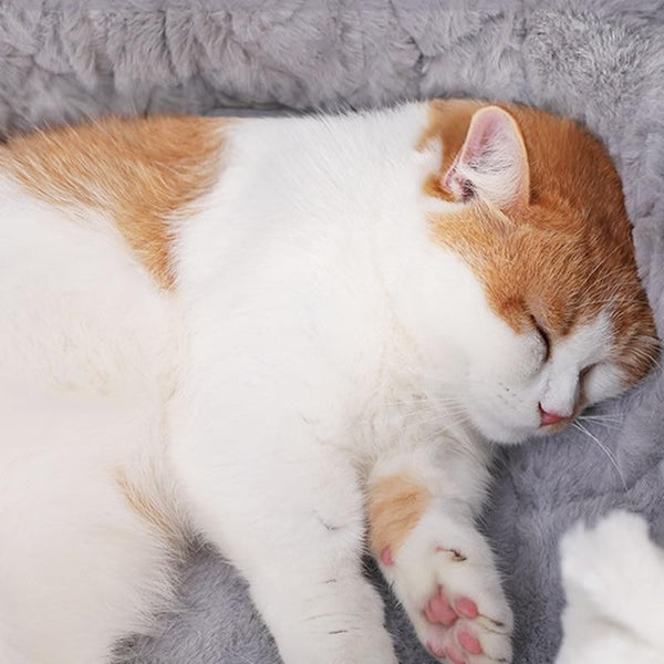 Niche douillette pour Chat - Lit en peluche 2 en 1 doux et confortable